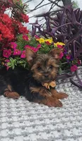 Neeko, a male Yorkshire Terrier for sale in Indianapolis, IN – Photo 10 of 10
