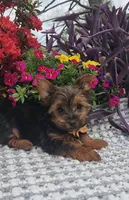 Neeko, a male Yorkshire Terrier for sale in Indianapolis, IN – Photo 9 of 10