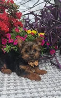 Neeko, a male Yorkshire Terrier for sale in Indianapolis, IN – Photo 8 of 10