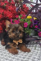 Neeko, a male Yorkshire Terrier for sale in Indianapolis, IN – Photo 5 of 10
