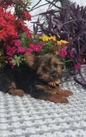 Neeko, a male Yorkshire Terrier for sale in Indianapolis, IN – Photo 6 of 10