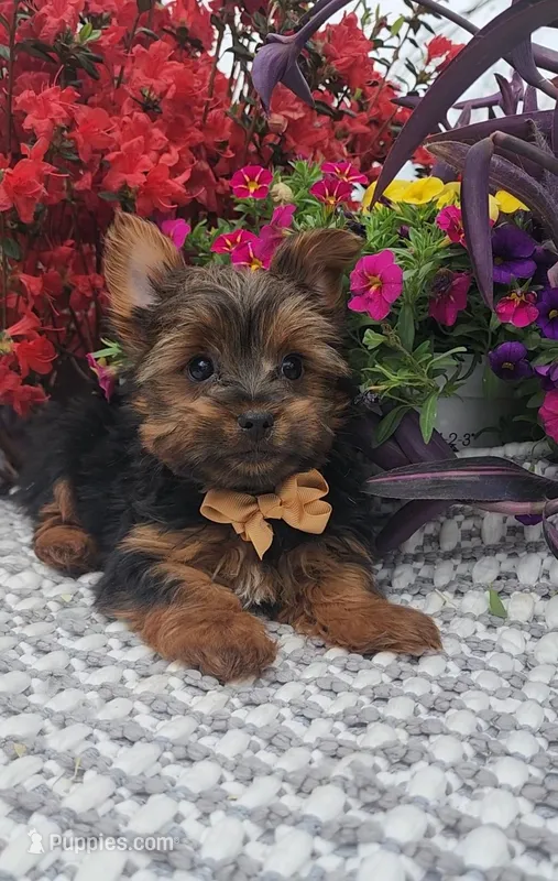 Neeko – Yorkshire Terrier puppy for sale in Indianapolis, IN