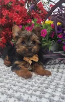 Neeko, a male Yorkshire Terrier for sale in Indianapolis, IN – Photo 1 of 10