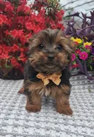 Neeko, a male Yorkshire Terrier for sale in Indianapolis, IN – Photo 3 of 10
