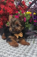 Neeko, a male Yorkshire Terrier for sale in Indianapolis, IN – Photo 4 of 10