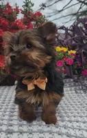 Neeko, a male Yorkshire Terrier for sale in Indianapolis, IN – Photo 2 of 10