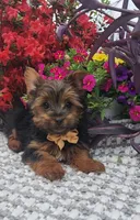 Neeko, a male Yorkshire Terrier for sale in Indianapolis, IN – Photo 7 of 10