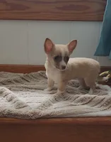 Leo, a male Chihuahua for sale in Indianapolis, IN – Photo 3 of 3