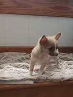 Leo, a male Chihuahua for sale in Indianapolis, IN – Photo 2 of 3