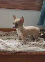 Leo, a male Chihuahua for sale in Indianapolis, IN – Photo 1 of 3