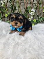 Tiny Tucker, a male Yorkshire Terrier for sale in Indianapolis, IN – 2 of 5