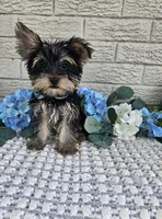 Yogi, a male Yorkshire Terrier for sale in Indianapolis, IN – 2 of 8