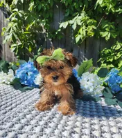 Lola, a female Yorkshire Terrier for sale in Indianapolis, IN – 4 of 7