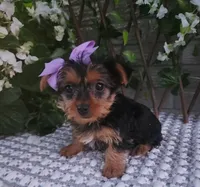  Sadie, a female Yorkshire Terrier for sale in Indianapolis, IN – 3 of 6