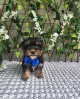 Theo, a male Yorkshire Terrier and Morkie for sale in Indianapolis, IN – 7 of 7