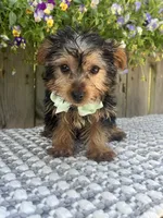 Peanut, a male Yorkshire Terrier for sale in Indianapolis, IN – 4 of 6