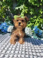 Lola, a female Yorkshire Terrier for sale in Indianapolis, IN – 2 of 7