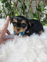 Tiny Tucker, a male Yorkshire Terrier for sale in Indianapolis, IN – 5 of 5