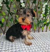 Theo, a male Yorkshire Terrier for sale in Indianapolis, IN – 5 of 6