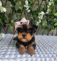 Pippy, a female Yorkshire Terrier and Morkie for sale in Indianapolis, IN – 7 of 7