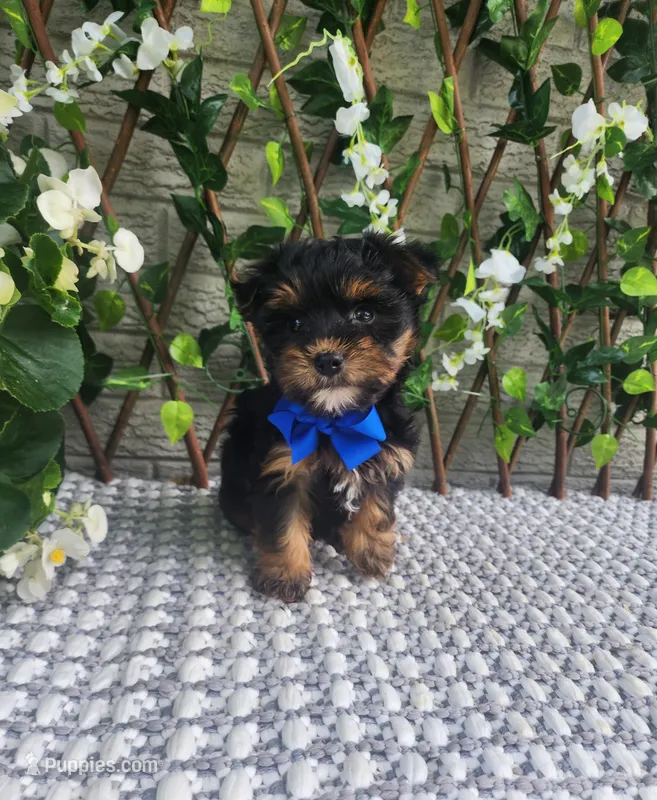 Theo – Yorkshire Terrier, Morkie puppy for sale in Indianapolis, IN