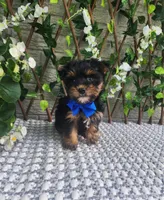 Theo, a male Yorkshire Terrier and Morkie for sale in Indianapolis, IN – 1 of 7