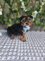 Neeko, a male Yorkshire Terrier and Morkie for sale in Indianapolis, IN – 2 of 10