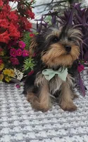 Tiny Tucker, a male Yorkshire Terrier for sale in Indianapolis, IN – Photo 5 of 5