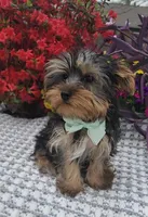 Tiny Tucker, a male Yorkshire Terrier for sale in Indianapolis, IN – Photo 3 of 5