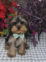 Tiny Tucker, a male Yorkshire Terrier for sale in Indianapolis, IN – Photo 2 of 5