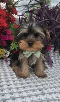 Tiny Tucker, a male Yorkshire Terrier for sale in Indianapolis, IN – Photo 4 of 5