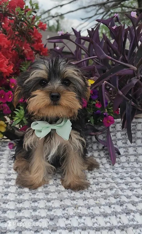 Tiny Tucker – Yorkshire Terrier puppy for sale in Indianapolis, IN
