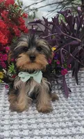 Tiny Tucker, a male Yorkshire Terrier for sale in Indianapolis, IN – Photo 1 of 5