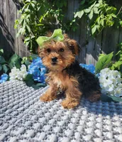 Lola, a female Yorkshire Terrier for sale in Indianapolis, IN – 7 of 7