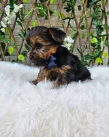 Milo, a male Yorkshire Terrier for sale in Indianapolis, IN – 2 of 3