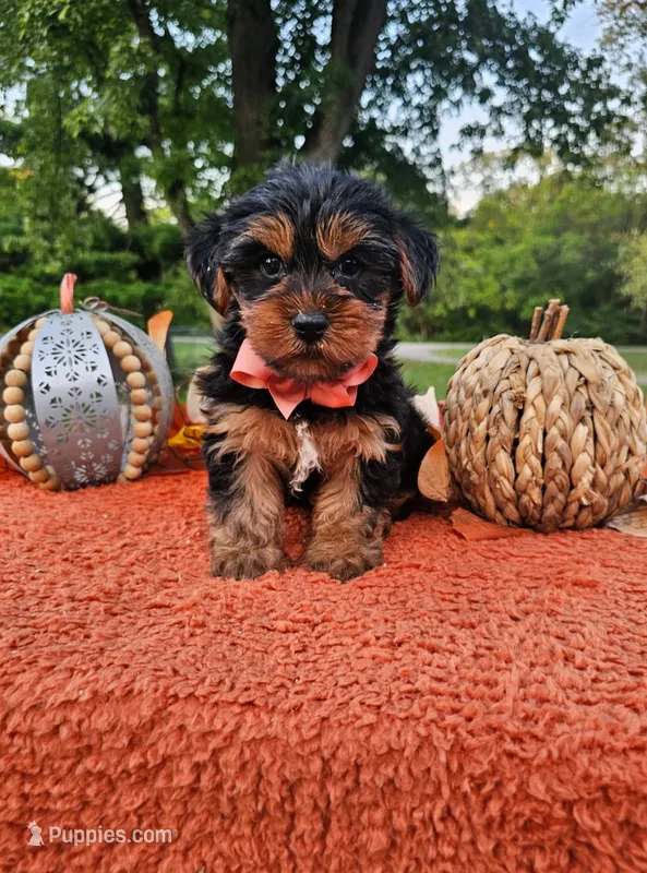 Cleo – Yorkshire Terrier puppy for sale in Indianapolis, IN