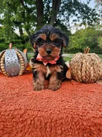 Cleo, a male Yorkshire Terrier for sale in Indianapolis, IN – 1 of 5