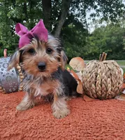 Piper, a female Yorkshire Terrier for sale in Indianapolis, IN – 2 of 7