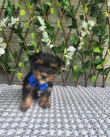 Theo, a male Yorkshire Terrier and Morkie for sale in Indianapolis, IN – 2 of 7
