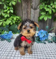 Tiny  Timmy, a male Yorkshire Terrier for sale in Indianapolis, IN – 9 of 9