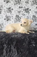 Peanut, a male Chihuahua for sale in Indianapolis, IN – Photo 4 of 4