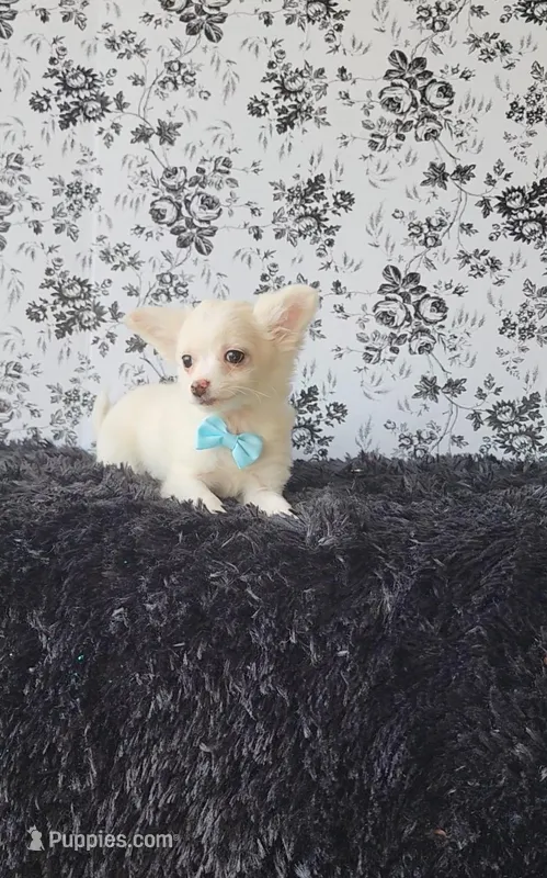 Peanut – Chihuahua puppy for sale in Indianapolis, IN