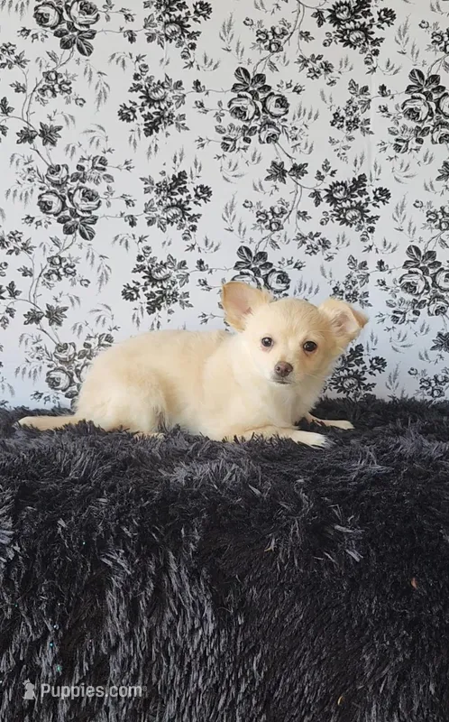 Peanut – Chihuahua puppy for sale in Indianapolis, IN