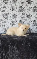 Peanut, a male Chihuahua for sale in Indianapolis, IN – Photo 1 of 4