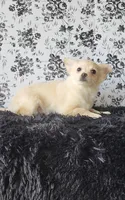 Peanut, a male Chihuahua for sale in Indianapolis, IN – Photo 3 of 4