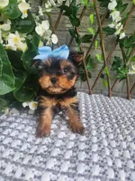 Little Kiwi, a female Yorkshire Terrier and Morkie for sale in Indianapolis, IN – 2 of 9