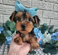 Little Lola, a female Yorkshire Terrier for sale in Indianapolis, IN – 5 of 9