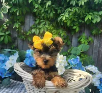  Lexie, a female Yorkshire Terrier for sale in Indianapolis, IN – 6 of 6