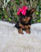 Tiny Tilly, a female Yorkshire Terrier for sale in Indianapolis, IN – 4 of 4