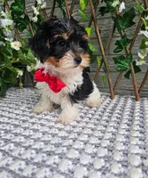 Milo, a male Yorkshire Terrier for sale in Indianapolis, IN – 2 of 5